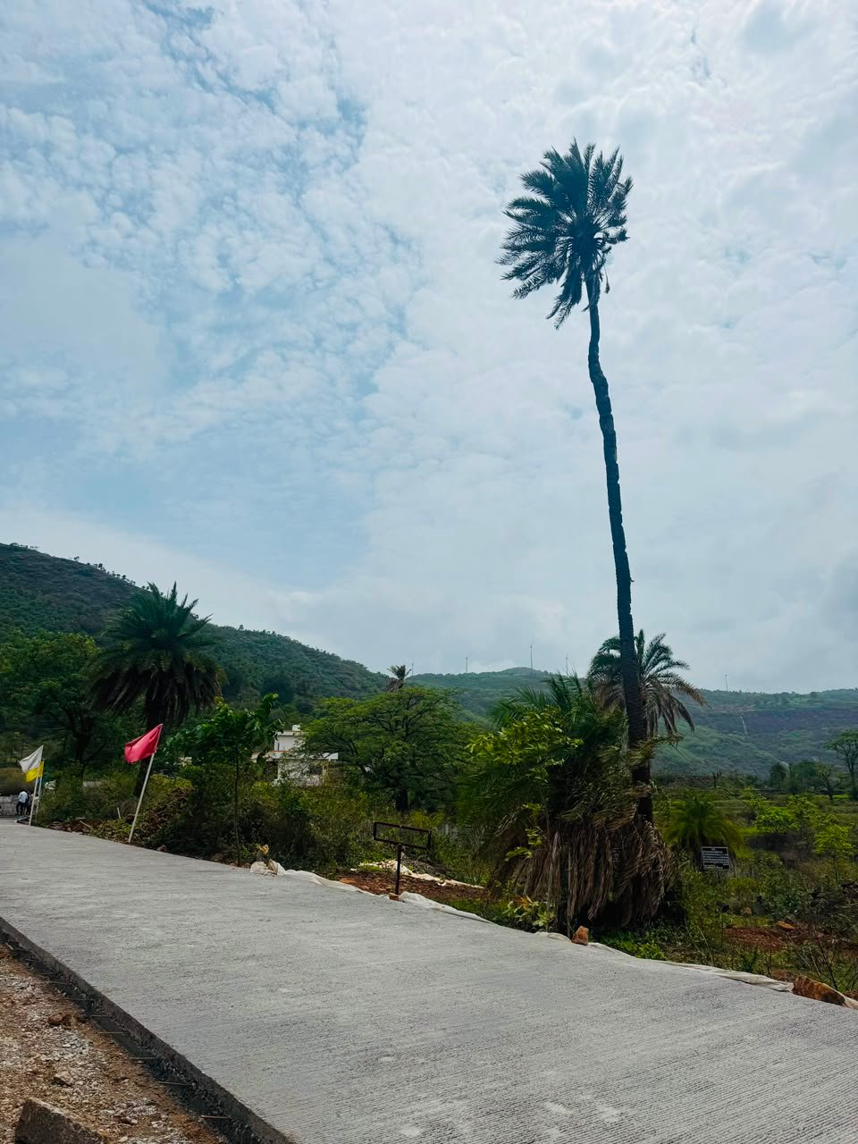 Tree Plantation